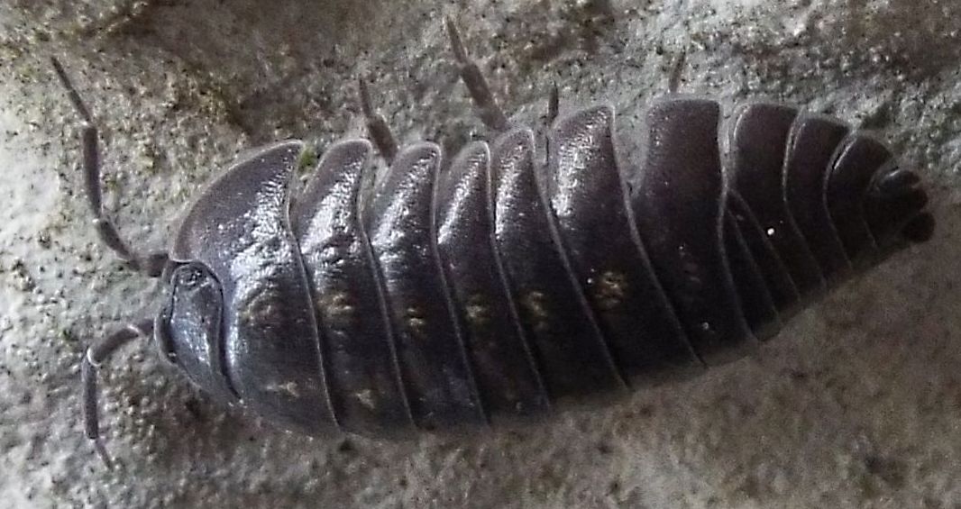 Armadillidium depressum (Armadillidiidae)